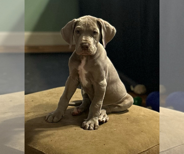 Medium Photo #1 Great Dane Puppy For Sale in IDER, AL, USA