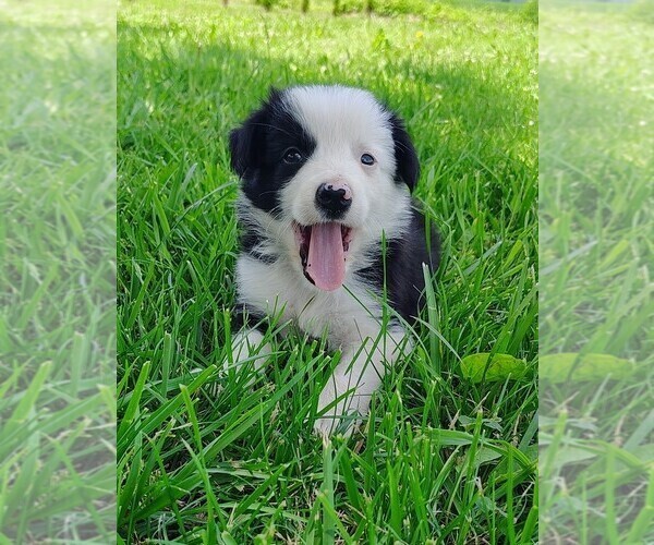 Medium Photo #2 Border Collie Puppy For Sale in NORBORNE, MO, USA