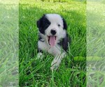 Puppy Skipper Border Collie