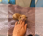 Small #5 English Cream Golden Retriever