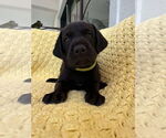 Small #1 Great Dane-Labrador Retriever Mix