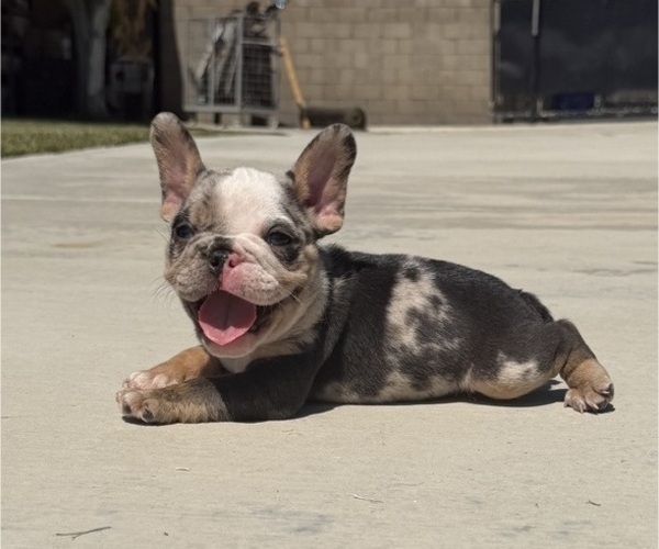Medium Photo #5 French Bulldog Puppy For Sale in BLOOMINGTON, CA, USA