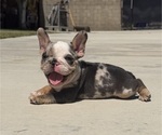 Small #4 French Bulldog