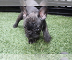 Puppy 5 French Bulldog