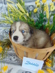 Small Photo #1 Pyrenees Husky Puppy For Sale in PHILADELPHIA, PA, USA