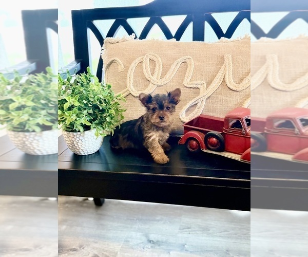 Medium Photo #1 Yorkshire Terrier Puppy For Sale in MADERA, CA, USA