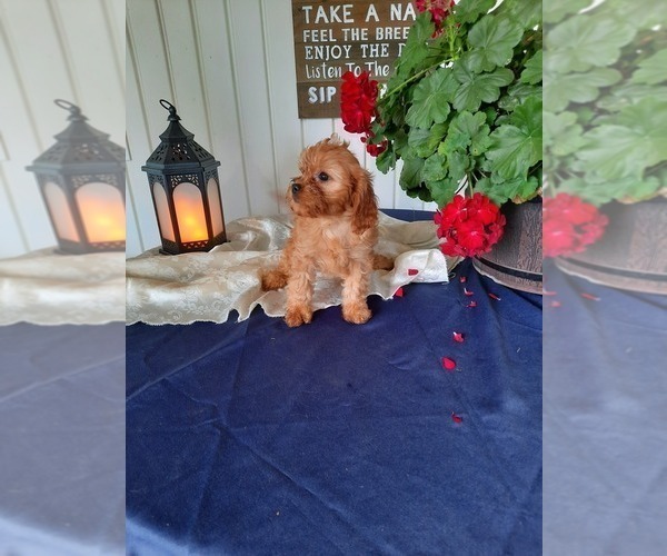 Medium Photo #1 Cavapoo Puppy For Sale in SHIPSHEWANA, IN, USA