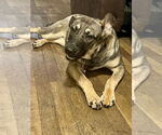 Small #22 German Shepherd Dog Mix