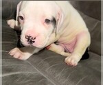 Puppy Ms Stash American Bulldog