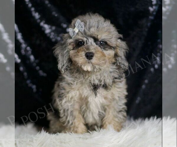 Medium Photo #1 Poodle (Toy) Puppy For Sale in WARSAW, IN, USA
