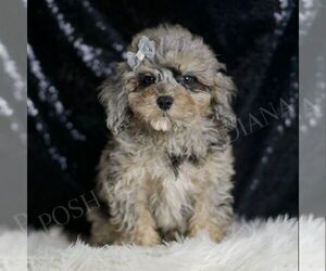 Poodle (Toy) Puppy for sale in WARSAW, IN, USA