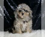 Image preview for Ad Listing. Nickname: Jax