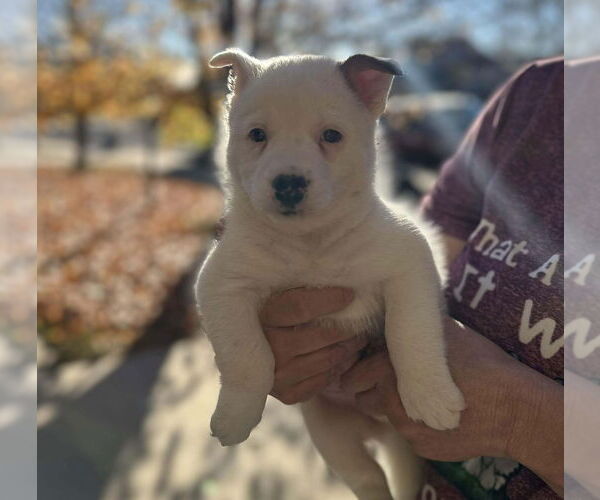 Medium Photo #2 Mutt Puppy For Sale in Lakewood, CO, USA