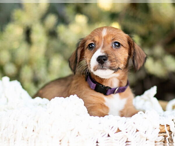 Medium Photo #2 Dachshund Puppy For Sale in Corona, CA, USA