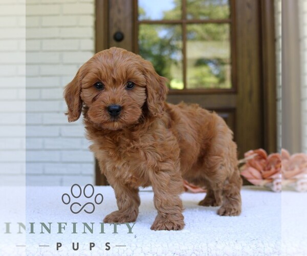Medium Photo #3 Cavapoo (Miniature) Puppy For Sale in NARVON, PA, USA