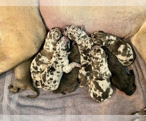 Great Dane Litter for sale in ALDIE, VA, USA