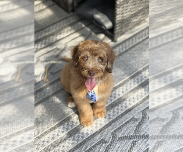 Medium Photo #1 Aussiedoodle Miniature  Puppy For Sale in WOODSTOCK, IL, USA