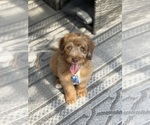 Small Aussiedoodle Miniature 