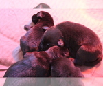 Small Photo #9 Labrador Retriever Puppy For Sale in RED WING, MN, USA
