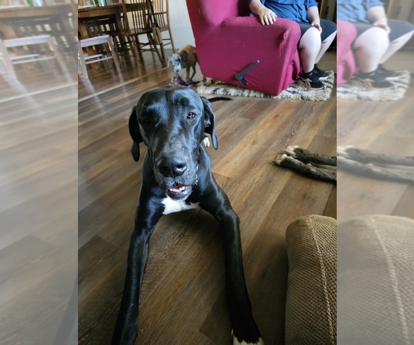 Medium Photo #1 Great Dane Puppy For Sale in GRANTS PASS, OR, USA