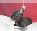 Small Photo #2 French Bulldog Puppy For Sale in BETHESDA, MD, USA