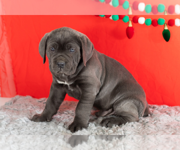 Medium Photo #6 Cane Corso Puppy For Sale in BOURBON, IN, USA