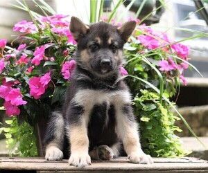 German Shepherd Dog-Siberian Husky Mix Puppy for sale in FREDERICKSBG, OH, USA