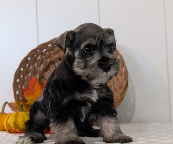 Medium Photo #6 Schnauzer (Miniature) Puppy For Sale in GOSHEN, IN, USA