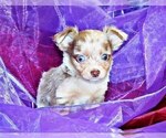 Puppy Nemo Chihuahua