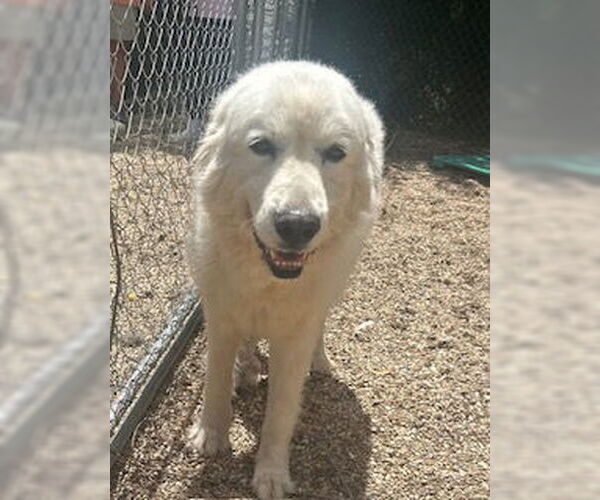 Medium Photo #2 Great Pyrenees-Unknown Mix Puppy For Sale in Oakhurst, NJ, USA