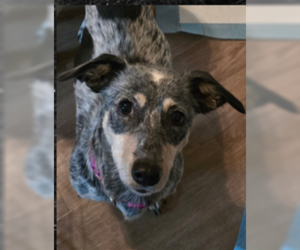 Talaya - Female Chiweenie Dog for Adoption - Photo #3