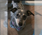 Small Photo #3 Chiweenie Puppy For Sale in Missouri City, TX, USA