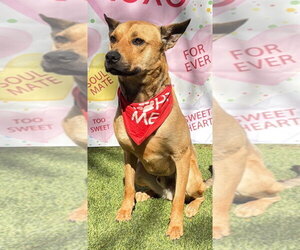Charlie - Male Labrador Retriever-Unknown Mix Dog for Adoption - Photo #4