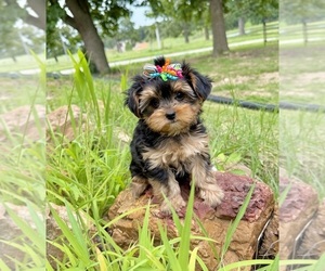 Morkie Puppy for sale in CASSVILLE, MO, USA
