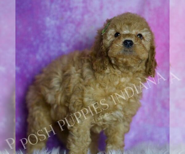Medium Photo #5 Goldendoodle (Miniature) Puppy For Sale in WARSAW, IN, USA