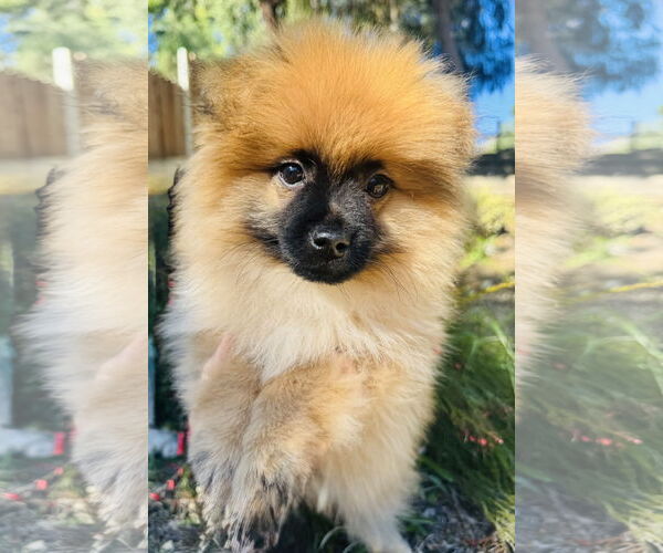 Medium Photo #3 Pomeranian Puppy For Sale in Marina Del Rey, CA, USA