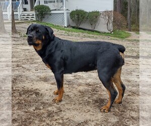 Mother of the Rottweiler puppies born on 04/17/2022