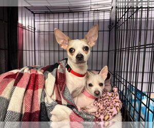 Chihuahua Dogs for adoption in Gloversville, NY, USA