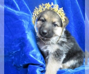 German Shepherd Dog Puppy for sale in HARTVILLE, MO, USA