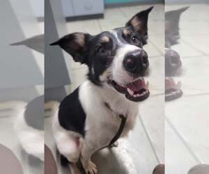 Border Collie Dogs for adoption in Highland, IL, USA