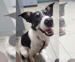 Small Photo #1 Border Collie Puppy For Sale in Highland, IL, USA