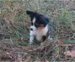 Small Photo #4 Papillon Puppy For Sale in OLA, AR, USA