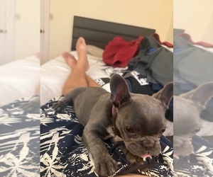 French Bulldog Puppy for sale in SAINT PETERSBURG, FL, USA