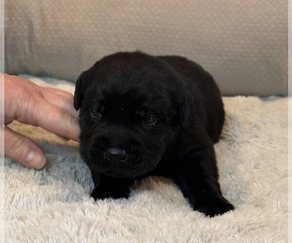 Medium Photo #1 Labrador Retriever Puppy For Sale in HIGH POINT, NC, USA