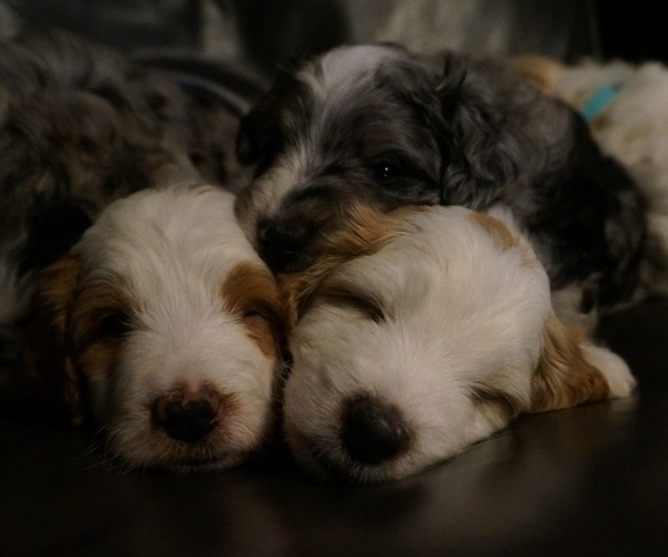 Medium Photo #10 Golden Mountain Doodle  Puppy For Sale in JIM FALLS, WI, USA