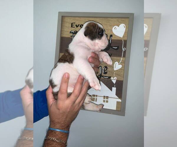 Medium Photo #2 Bulldog Puppy For Sale in MIAMI, FL, USA