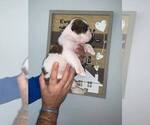 Small Photo #2 Bulldog Puppy For Sale in MIAMI, FL, USA