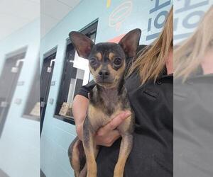 Chihuahua Dogs for adoption in Temple, TX, USA