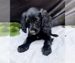 Puppy 6 Cavalier King Charles Spaniel-Goldendoodle Mix