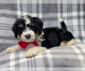 Miniature Bernedoodle Puppy for sale in LAKELAND, FL, USA